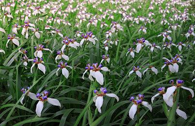 《无主之地4》将有四名新秘藏猎人 增加RPG深度